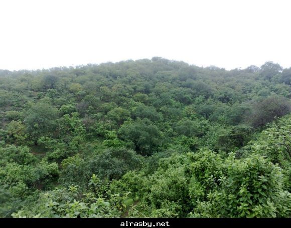 معرض الصور 1 10