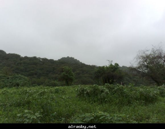 معرض الصور 1 11