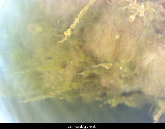 معرض الصور 1 3