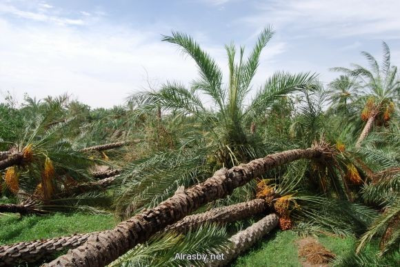 معرض الصور 4 2