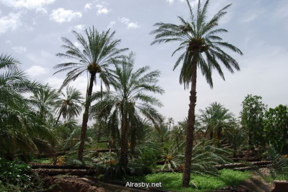 معرض الصور 4 6
