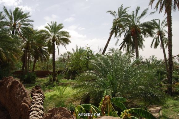 معرض الصور 4 16